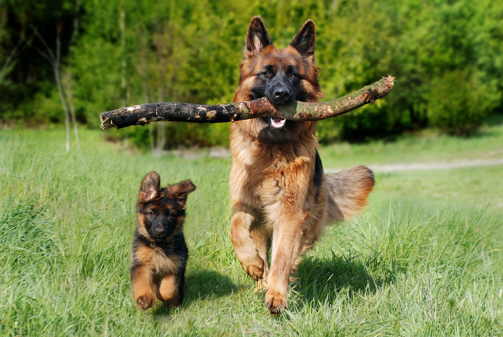 mam-puppy