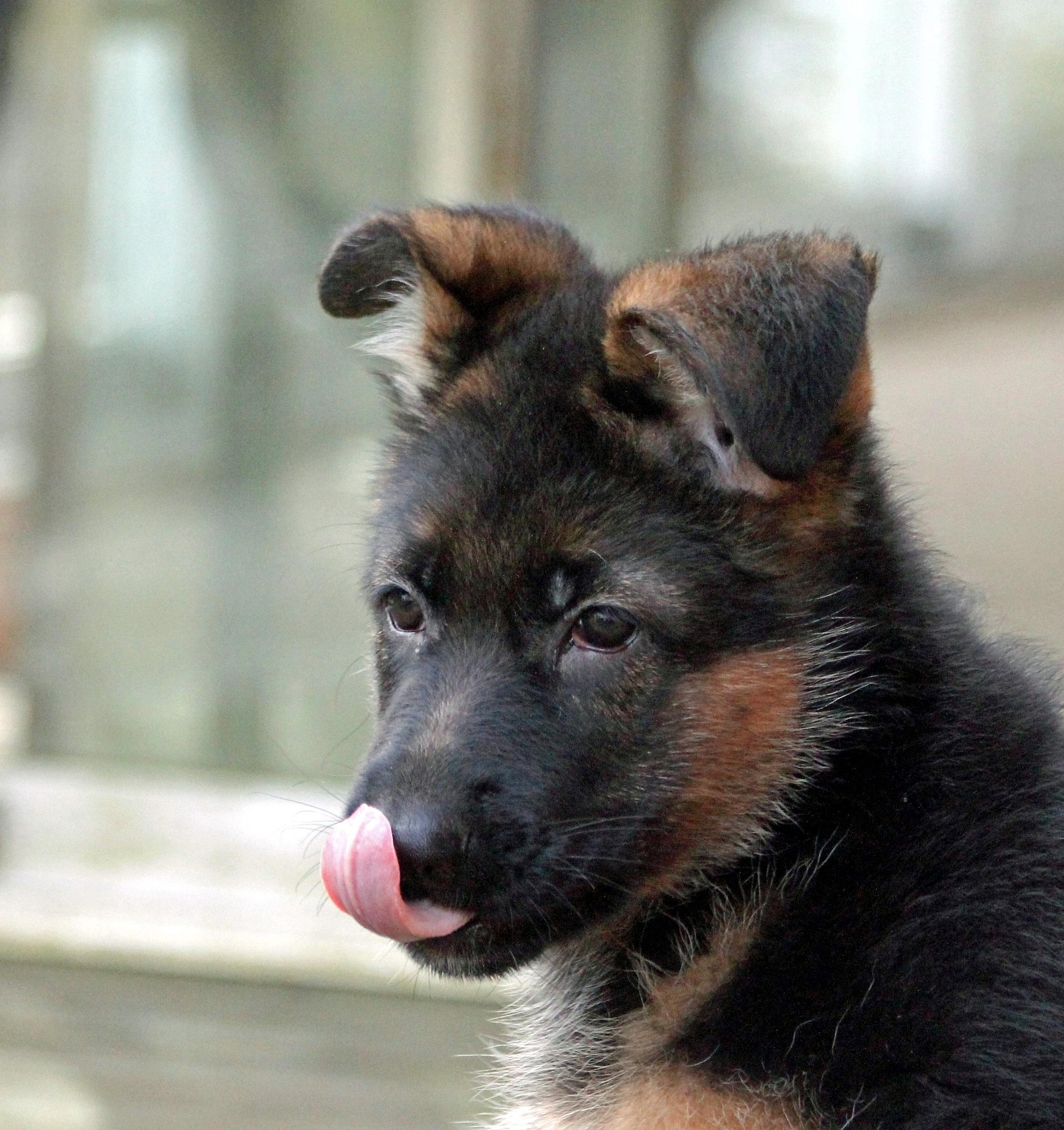 puppy1